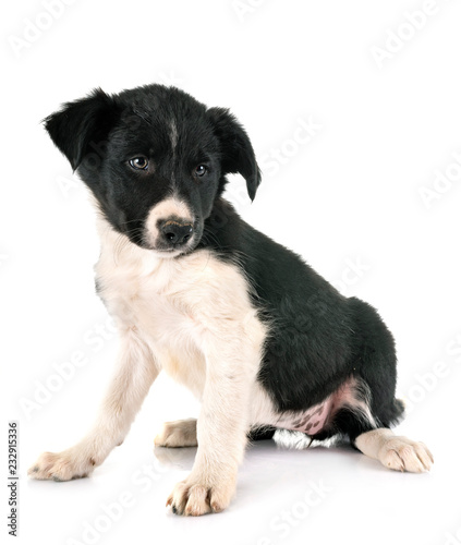 Fototapeta Naklejka Na Ścianę i Meble -  puppy border collie