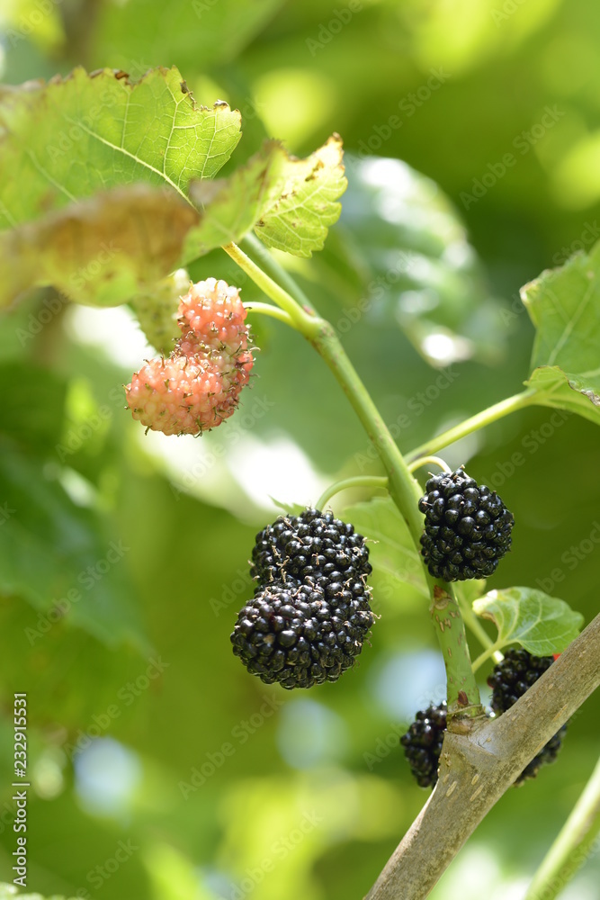 Mulberries ripening on the tree ready for picking Mulberries ripening on the tree ready for picking