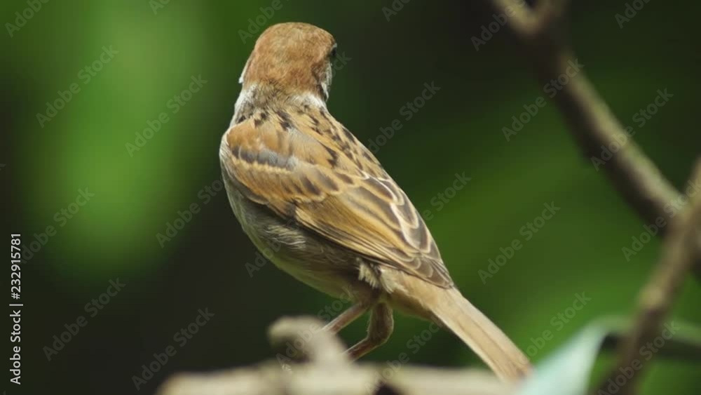 Philippine Maya or Eurasian Tree Sparrow or Passer montanus perch on twig Philippine Maya or Eurasian Tree Sparrow or Passer montanus perch on twig