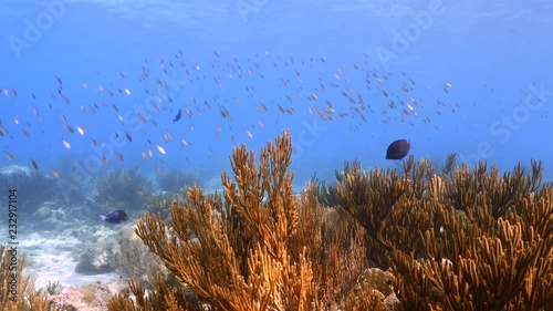 Seascape of coral reef in Caribbean Sea around Curacao at dive site Playa Hundu  with various coral and sponge photo