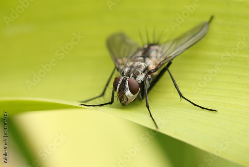 The eyes of a tachinid fly up close.