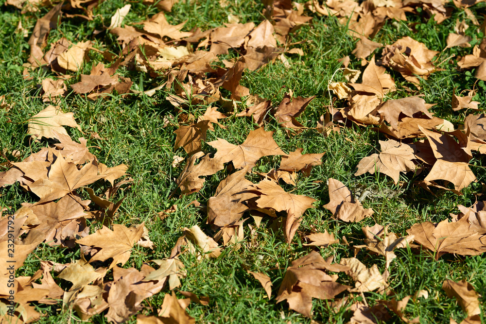 Autumn leaves background Autumn leaves background