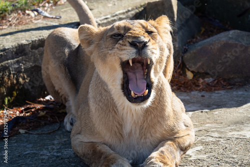 Asiatic lioness  Panthera leo persica . A critically endangered species.