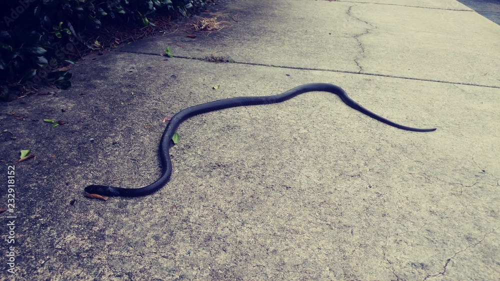 Black snake lying on the pavement
