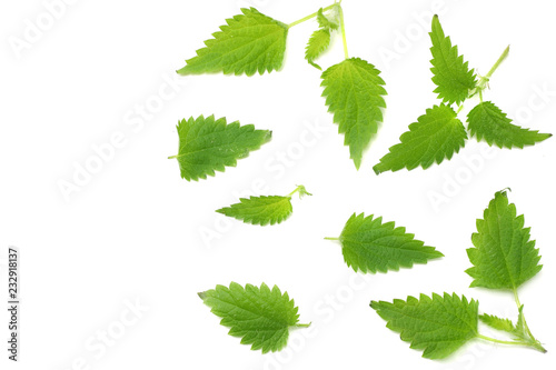 Canvas Print nettle leaves isolated on white background