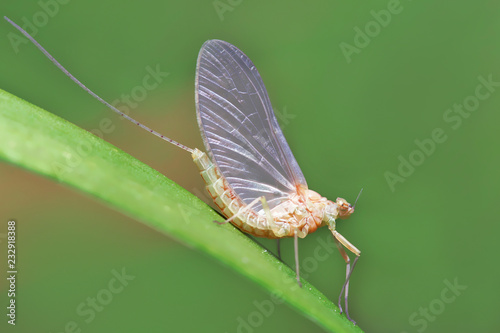 Macro of a small mayfly resting on a blade of grass. 