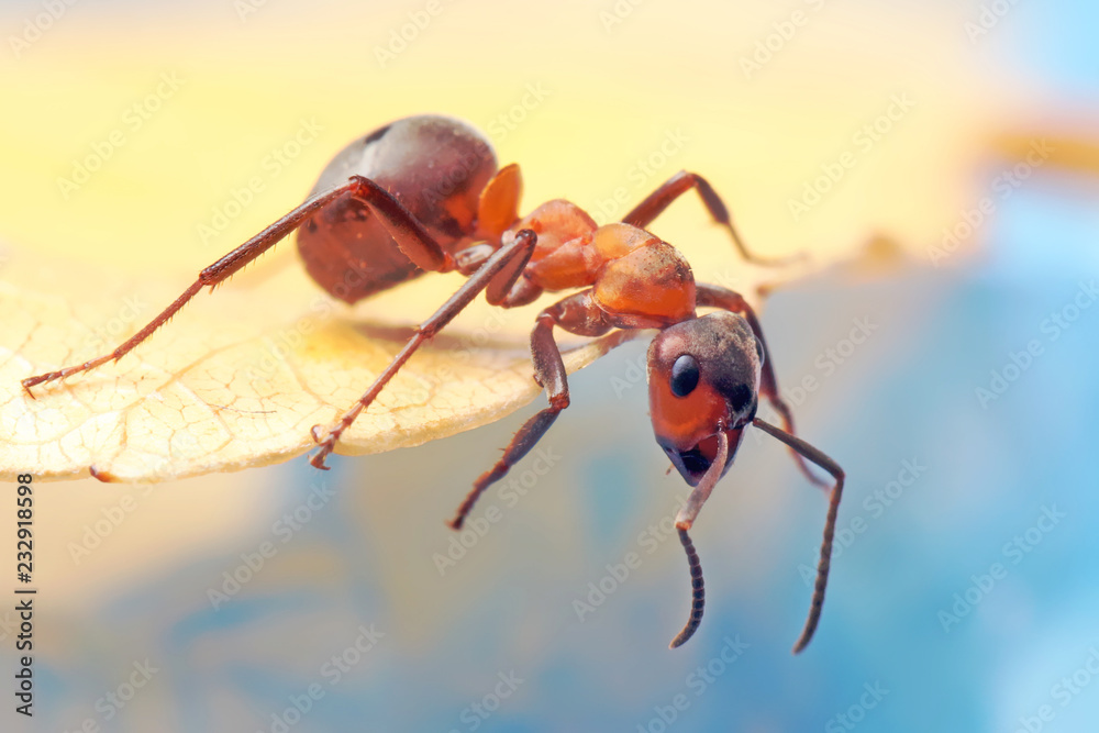 Ant sitting on leaf of grass.
