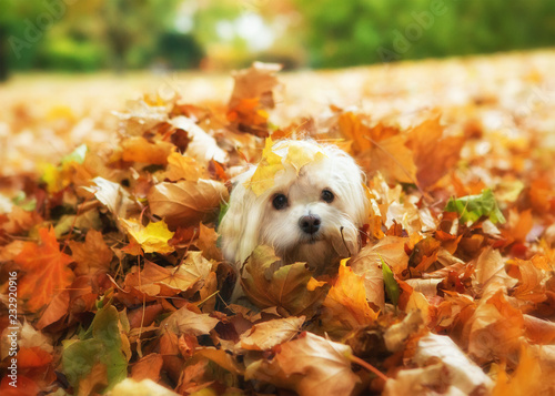 Havanese dog in autumn