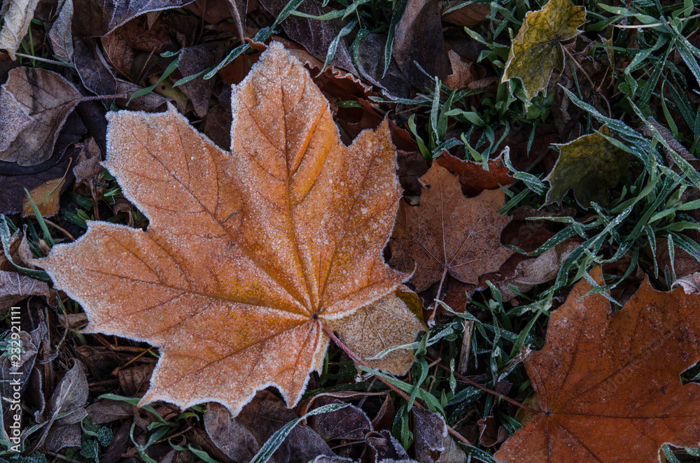 A fallen maple leaf lies on the grass covered with frost after the first frost.
