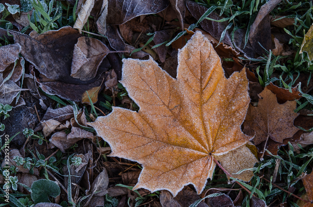 A fallen maple leaf lies on the grass covered with frost after the first frost.