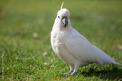 White Cockatoo on grass