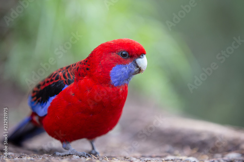 Red and Blue Parakeet