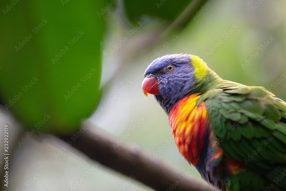 Four colored Parakeet