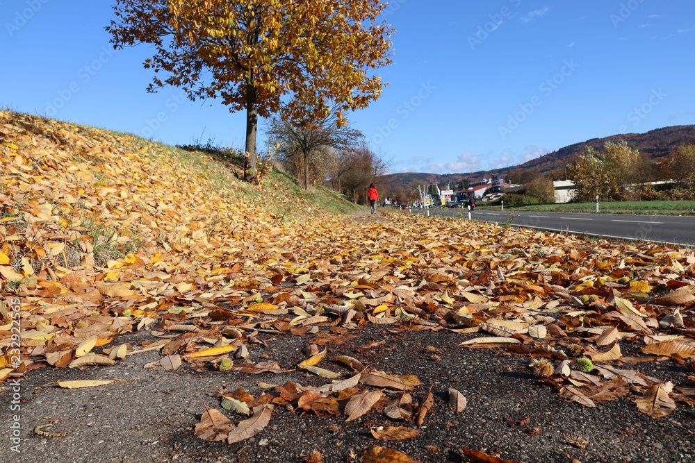 Obraz premium Herbstspaziergang