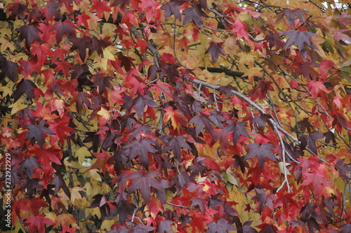 Hojas de árbol en otoño