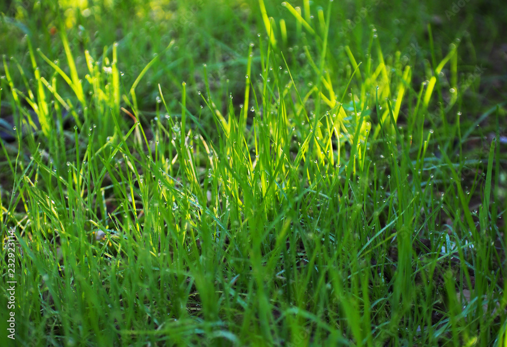 Obraz premium Close up of fresh thick grass with water drops in the early morning