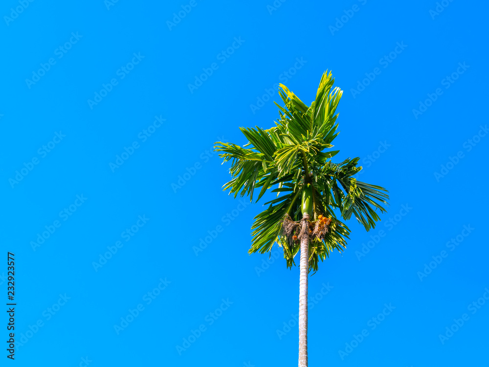 betel palm trees outdoor on blue sky background and copy space, Farm location in thailand betel palm trees outdoor on blue sky background and copy space, Farm location in thailand