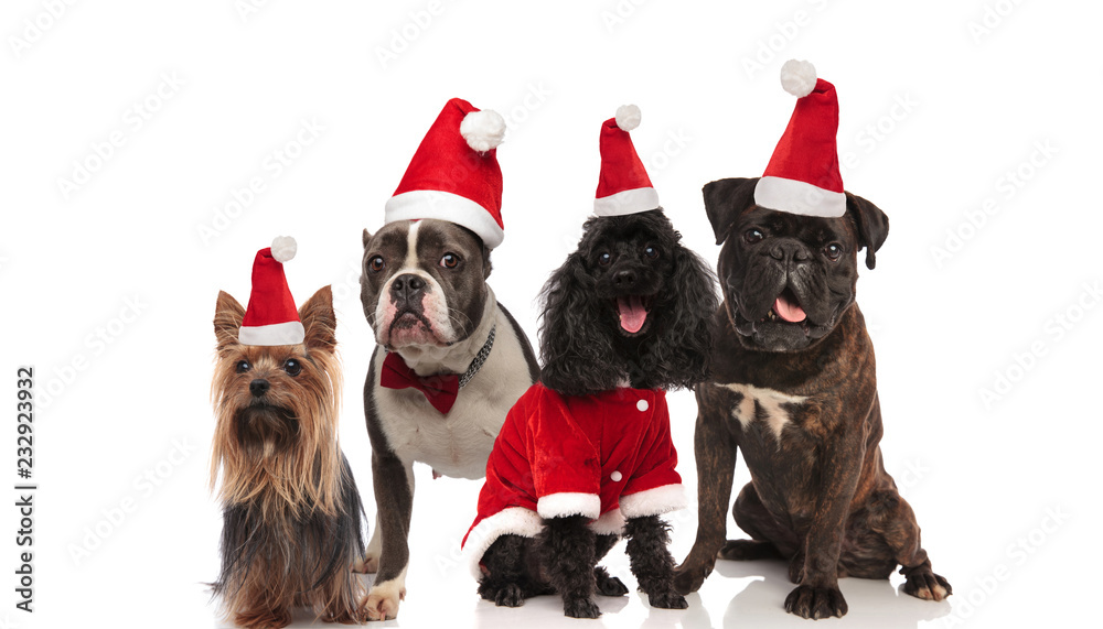 Fototapeta cztery urocze psy różnych ras w strojach Mikołaja