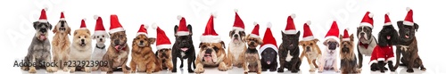 Photography large group of cute santa dogs of different breeds