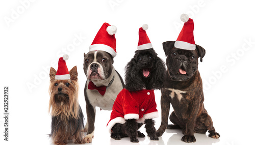 four adorable dogs of different breeds wearing santa costumes
