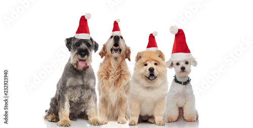 team of four cute santa dogs of different breeds panting © Viorel Sima