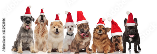 cute group of eight santa dogs sitting and standing