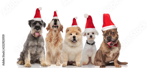 group of five dogs wearing santa hats panting