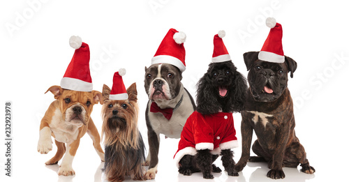 five lovely dogs of different breeds wering santa costumes © Viorel Sima