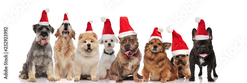 group of eight cute santa dogs of different breeds