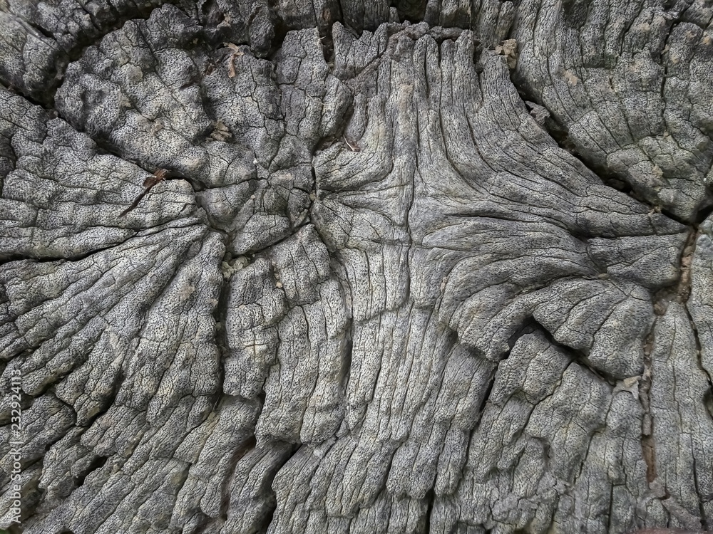 Beautiful patterned wood decay Beautiful patterned wood decay