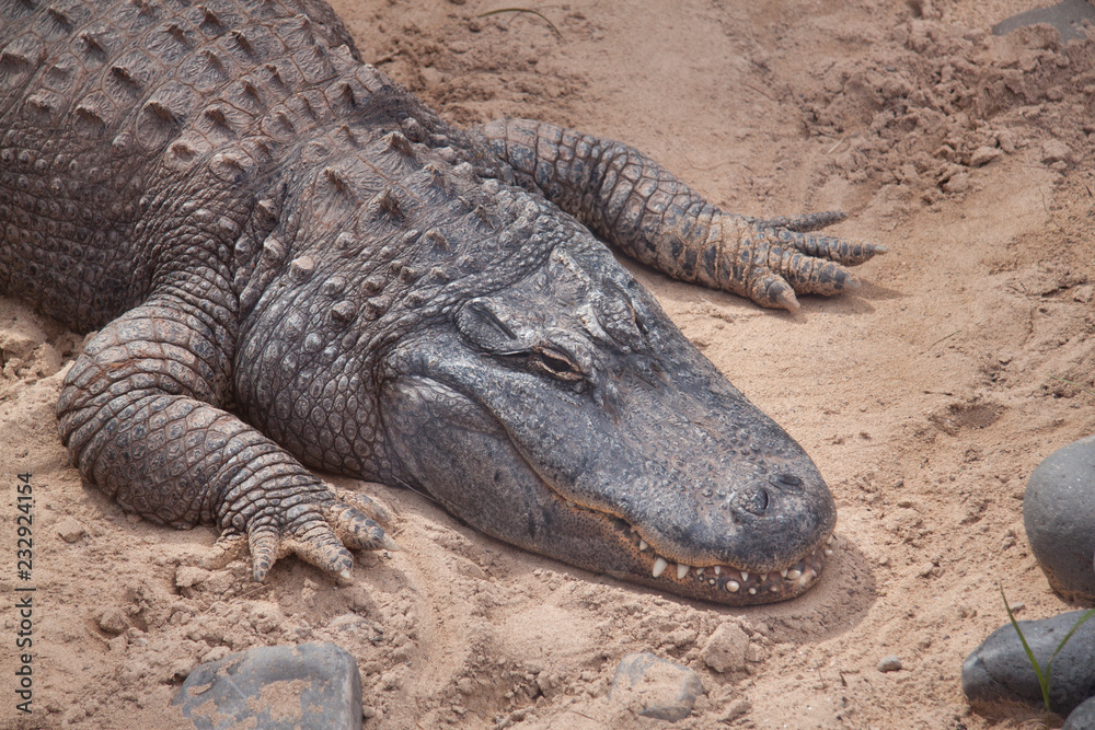 Obraz premium Crocodile animal