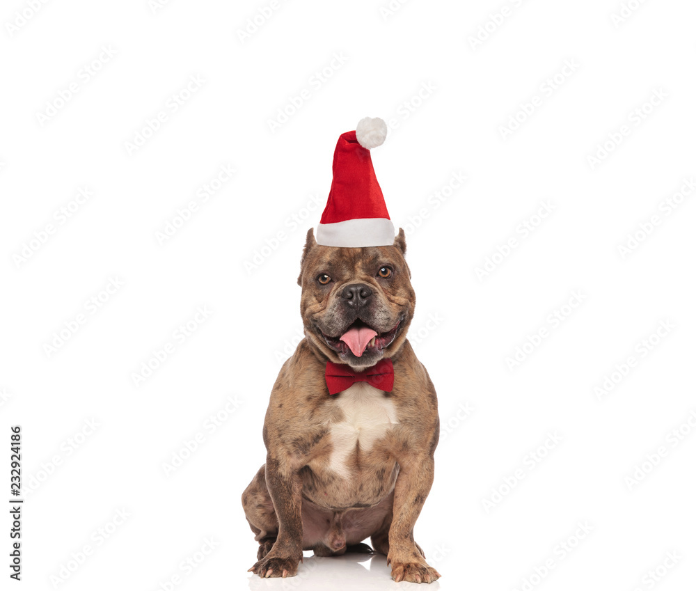 elegant american bully with santa cap sitting and panting elegant american bully with santa cap sitting and panting