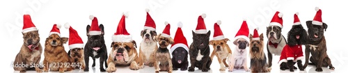many cute dogs of different breeds dressed as santa claus © Viorel Sima