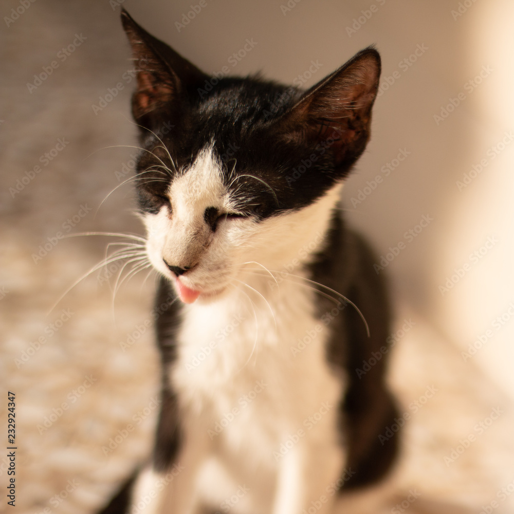 Fototapeta premium close up photo for Homeless little cat in the sidewalk