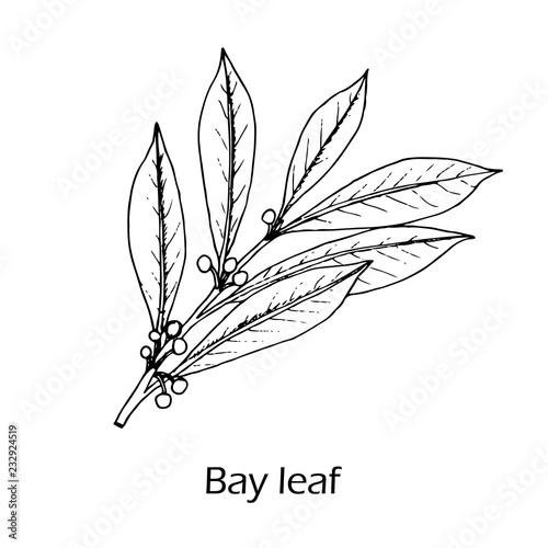Medicinal and kitchen plant laurel