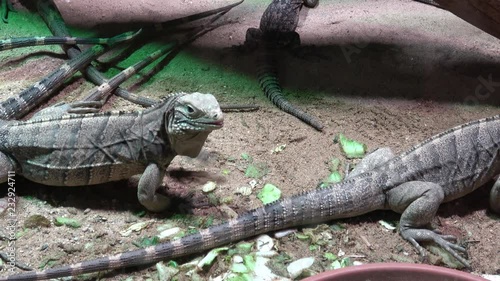 Lesser Antilles Iguana - Iguana delicatissima

