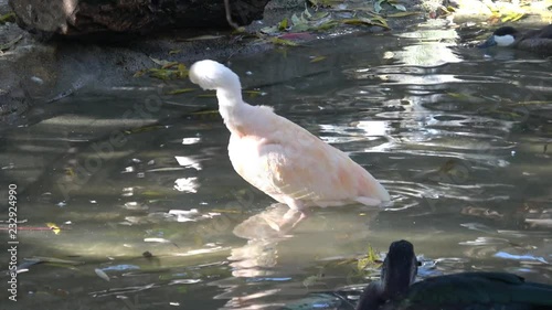 Beautiful ibis and duck in water. Waterfowl

