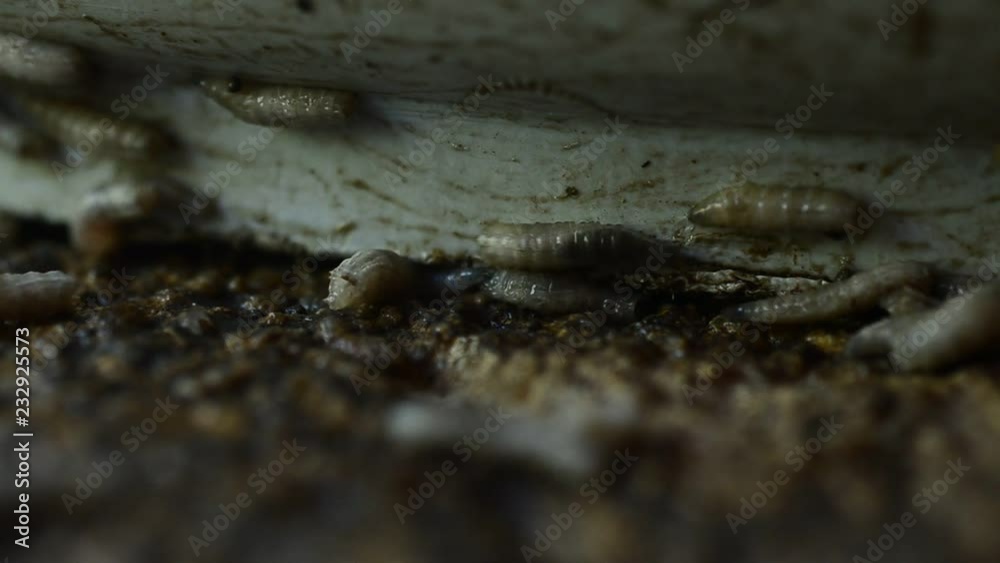 Worm on rotten near grabege Worm on rotten near grabege