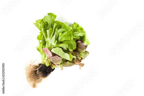 Lettuce isolated on white background.