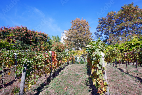 Belleville park vineyard in Paris