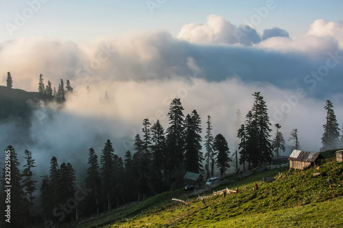 pines and huts in clouds in bakhmaro
