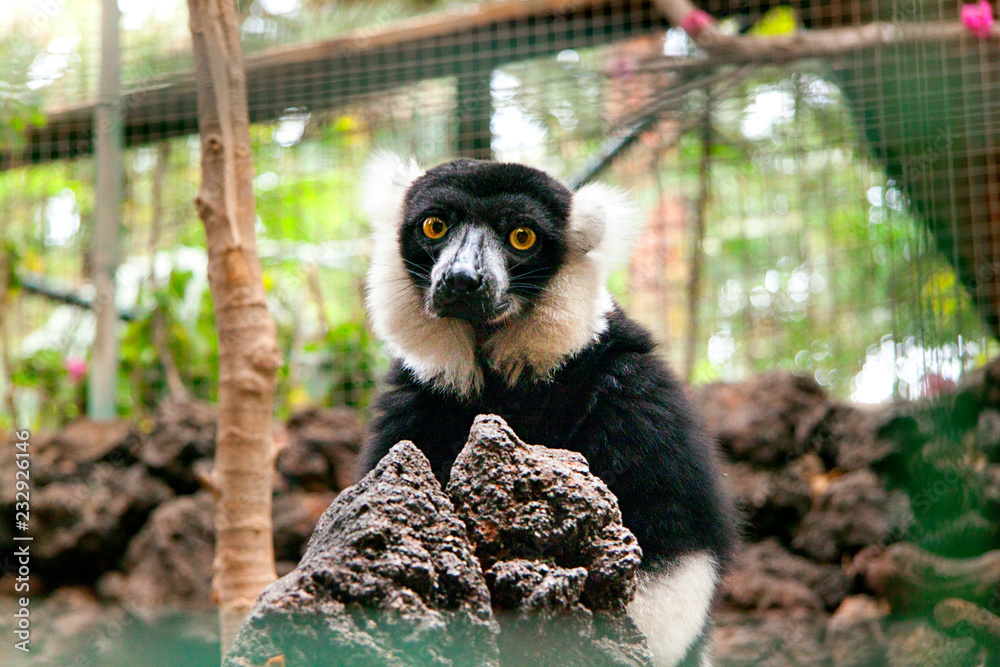 Fototapeta premium Sweet lemur