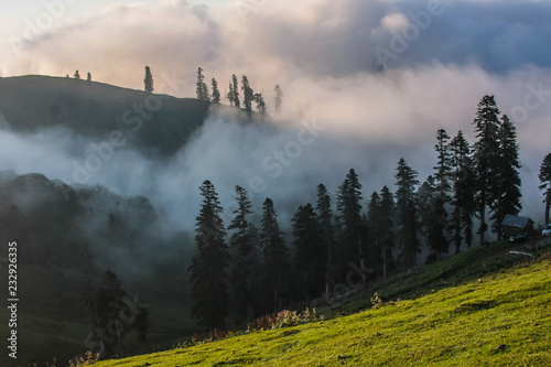 pines in clouds in bakhmaro photo