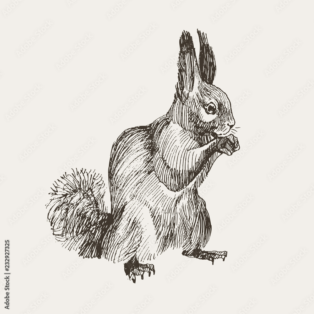 Hand drawn squirrel. Retro realistic animal isolated. Vintage style.  Monochrome drawing mammal. Vector sketch. Forest animal. Stock Vector |  Adobe Stock