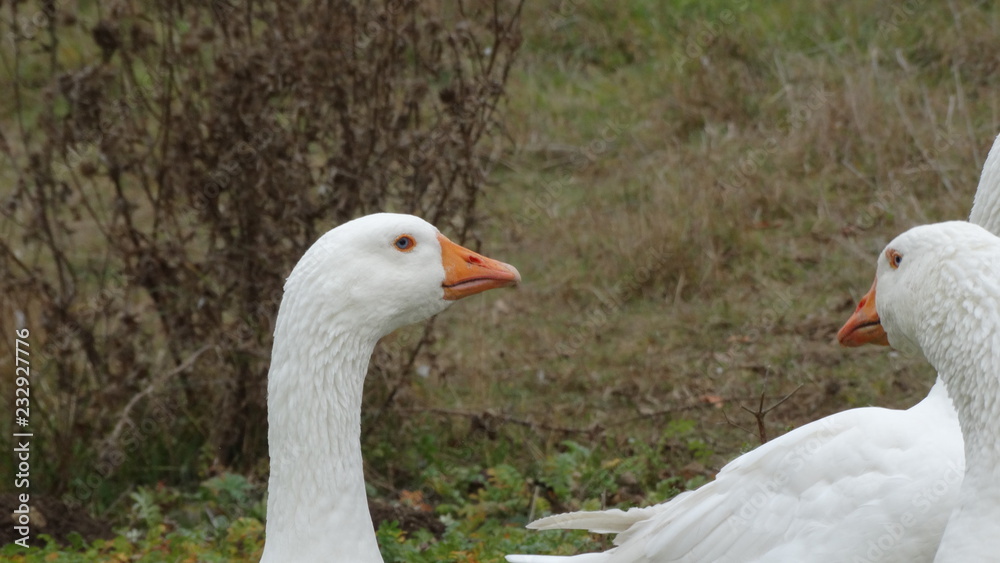 Obraz premium Kopf einer Gans