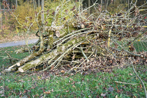 Haufen mit geschnittenen Ästen in einer Parkanlage