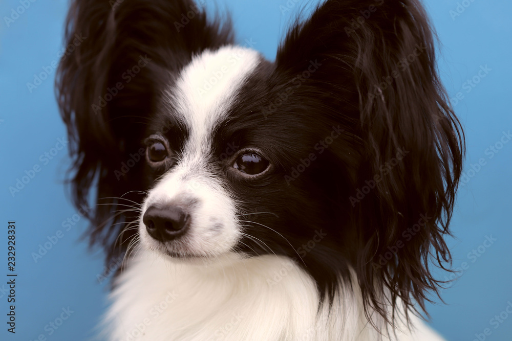 A cropped shot of a dog, looking away. Continental Toy Spaniel. Papillon Dog.