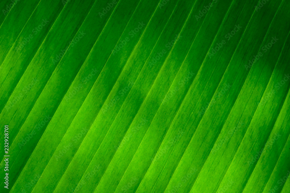 fresh green Leaf texture background of banana fresh green Leaf texture background of banana