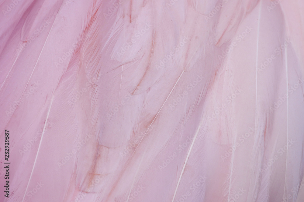 Obraz premium texture Flamingo feather abstract background