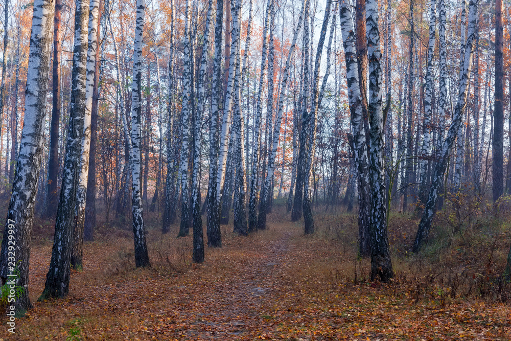 Fragment of autumn birch forest in morning Fragment of autumn birch forest in morning